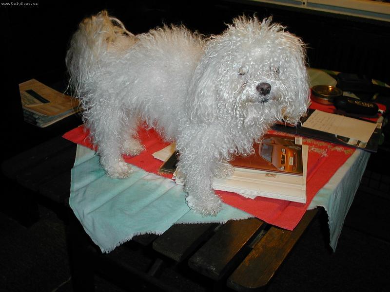 Foto: Můj první boloňáček-Můj první boloňáček