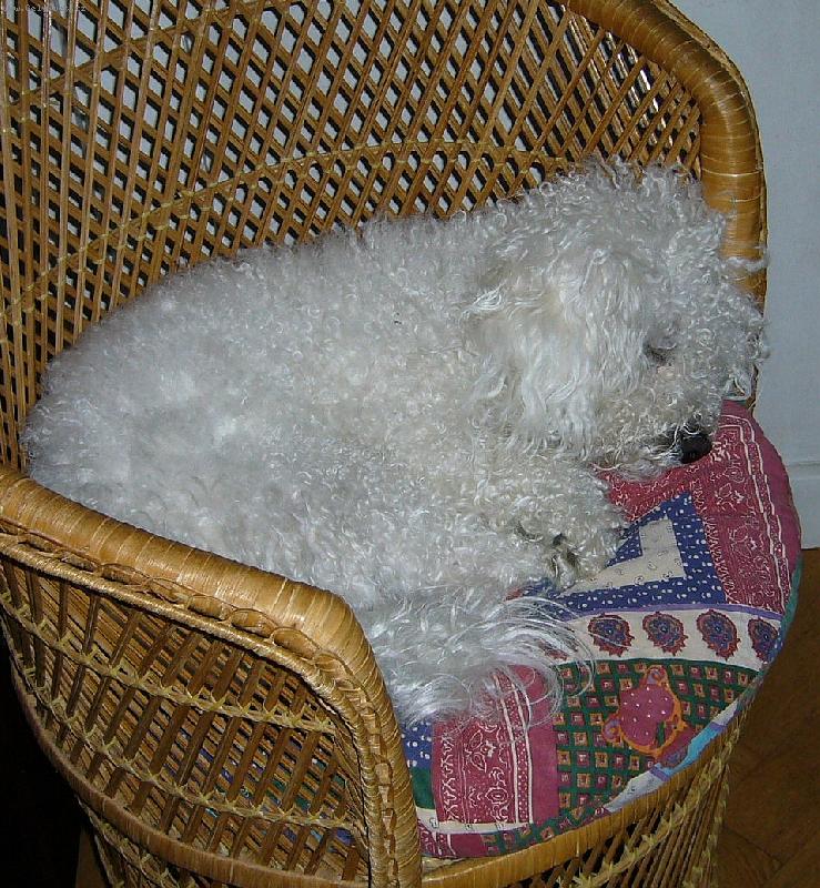 Foto: Amík II. v křesle-Ta televize mě opravdu uspala