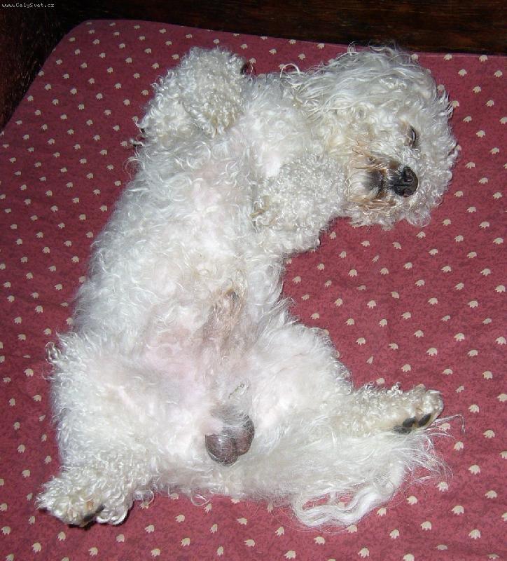 Foto: Amík na zádech-Amík se předvádí