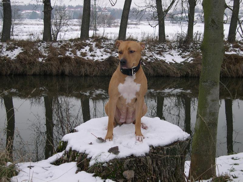 Foto: Atilla:)-...pózujem...;)