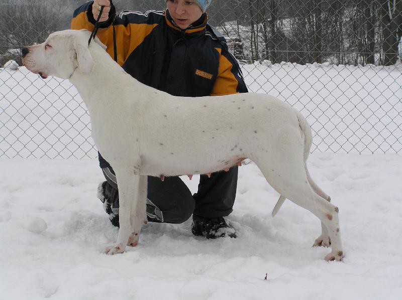 Foto: Jacinta Audacity-(1měs před porodem)