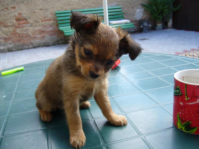 Foto: Nyní již název plemene Ruský toy-naše nové štěňátko