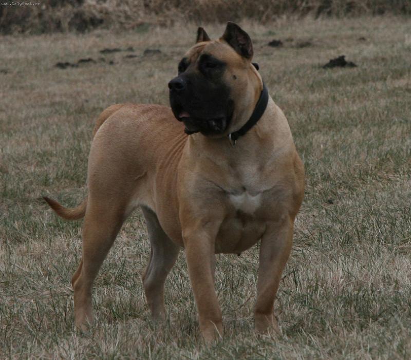 Foto: Guappa Guanchos Monografica Spain youth winner-www.dogo-dogo.pl