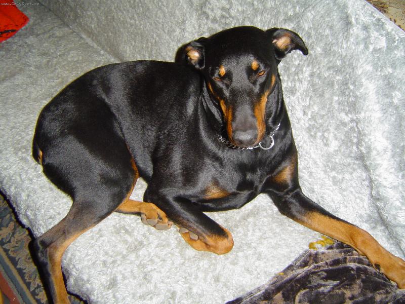 Foto: Kessy na gauči-oblíbená poloha