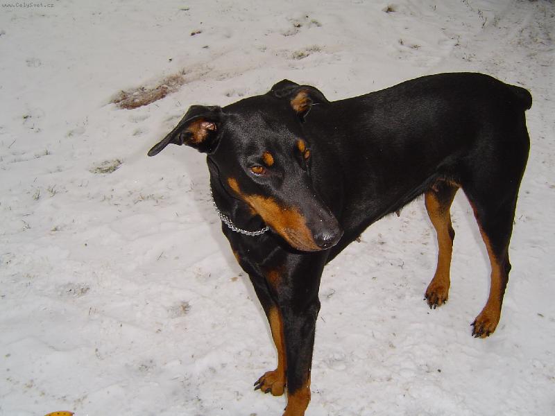 Foto: Kessy na zahradě-Už se těším domů do tepla