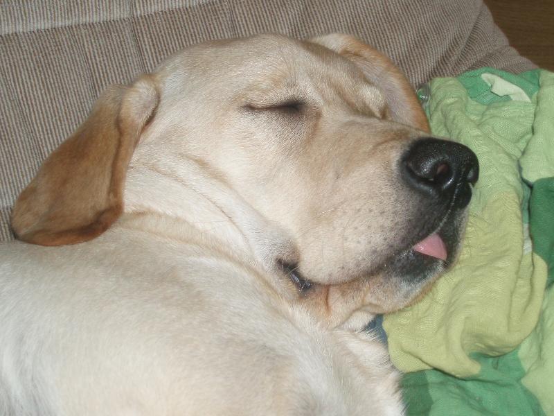 Foto: Enninka-Naše zlatíčko