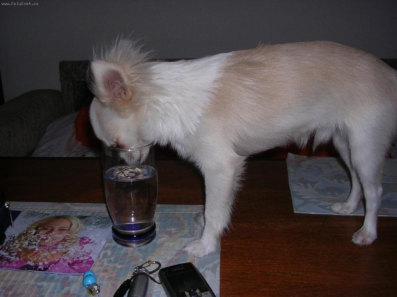 Foto: velká žízeň