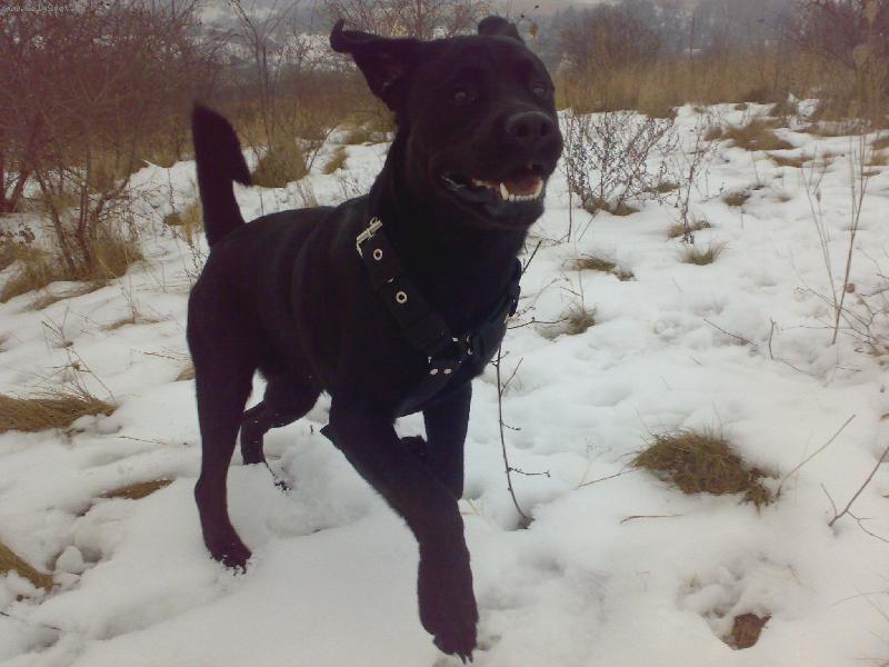 Foto: Sidík-láska moje