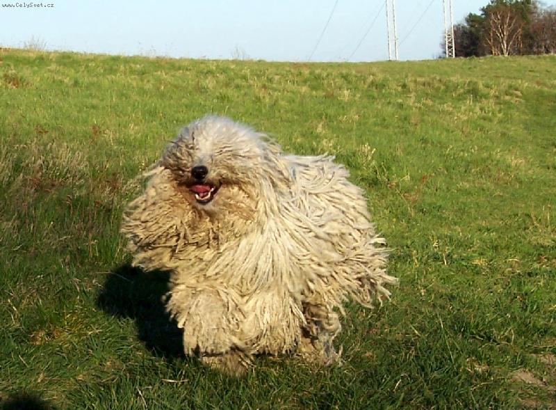 Foto: KOMONDOR-Jászkíséri Kócos Vatta - čtyřletá fena, ch.st. Fehér Kócos