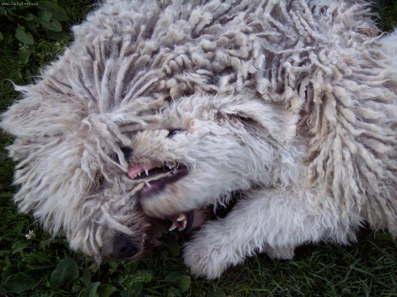 Foto: kdo z koho... ch. st. Fehér Kócos-komondoři - hraní štěněte s dospělou fenou