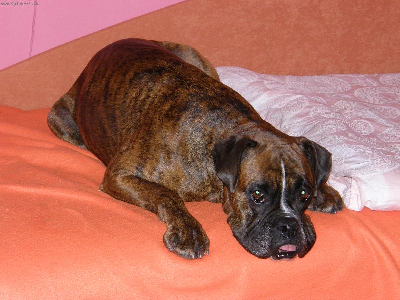 Foto: Blondy po obědě