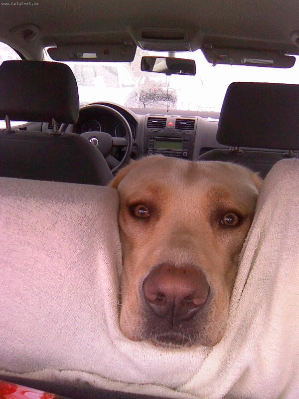 Foto: Naše cestovatelka-tak už pojeďte domů.