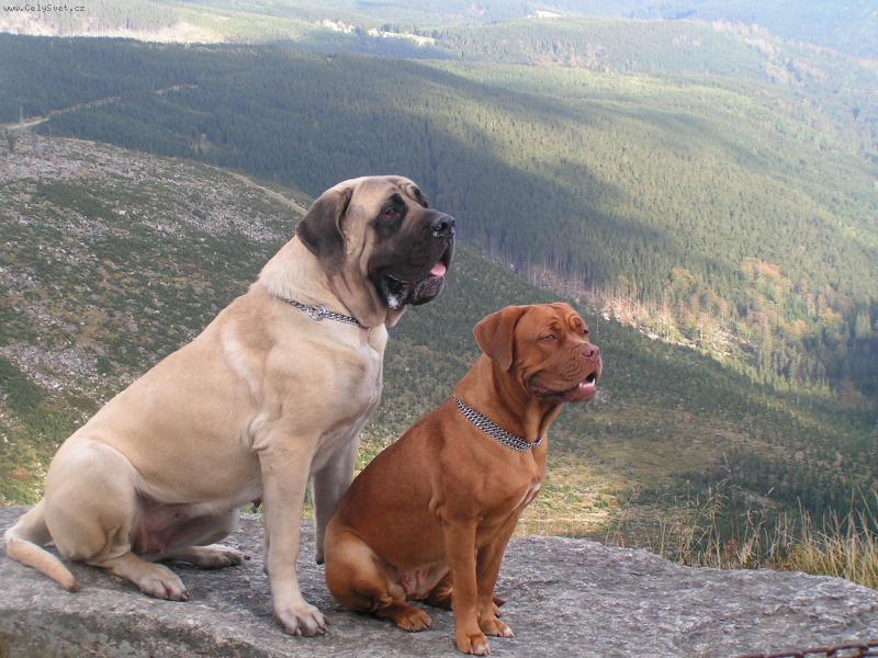 Foto: Fífa a Viktorka na Mísečkách-Paráda