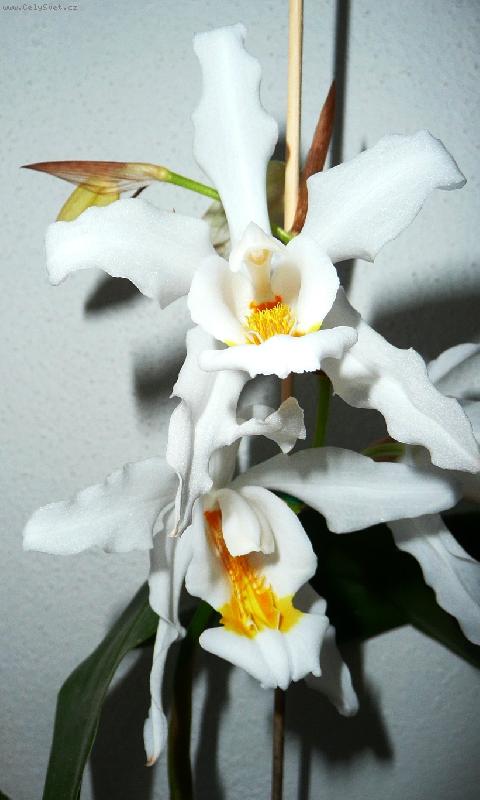 Foto: Coelogine cristata-Letos kvete poprvé