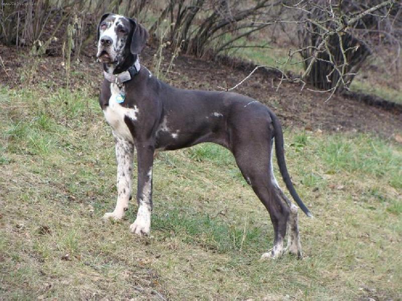 Foto: Abby - Andromeda Chotucká hvězda