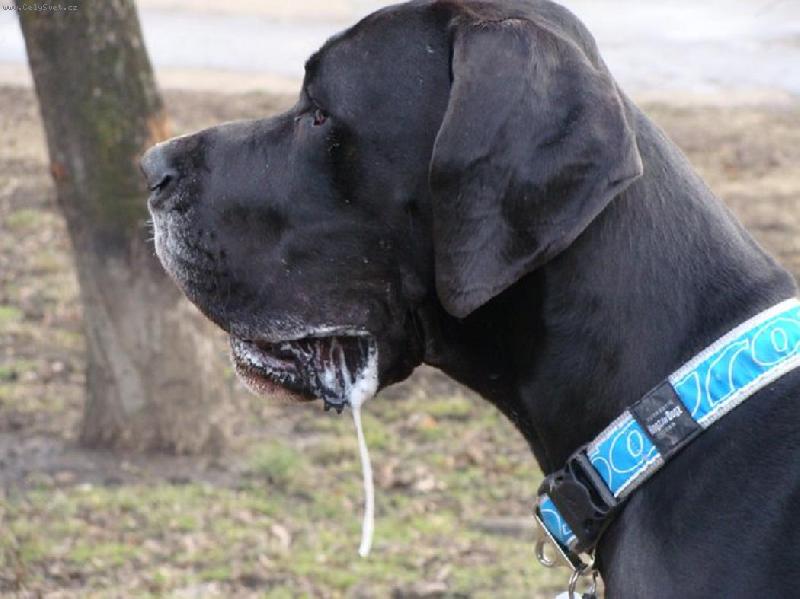 Foto: Arthur - Barneby od Šternberského hradu