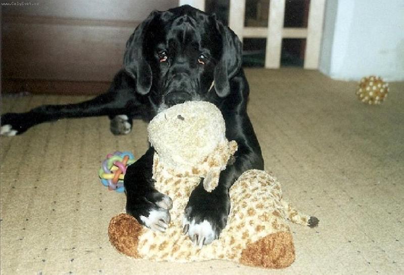 Foto: Arthur - Barneby od Šternberského hradu