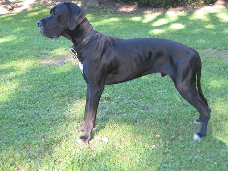 Foto: Arthur - Barneby od Šternberského hradu