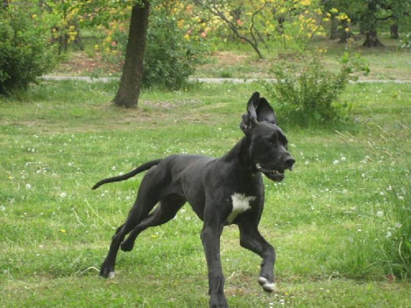 Foto: Arthur - Barneby od Šternberského hradu