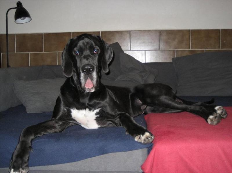 Foto: Arthur - Barneby od Šternberského hradu