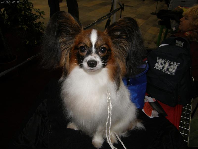 Foto: Andreas Golyski Raj-11 měsíců-na výstavě v Olomouci leden 2008