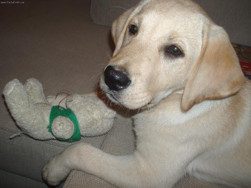 Foto:  Enninka-Naše zlatíčko