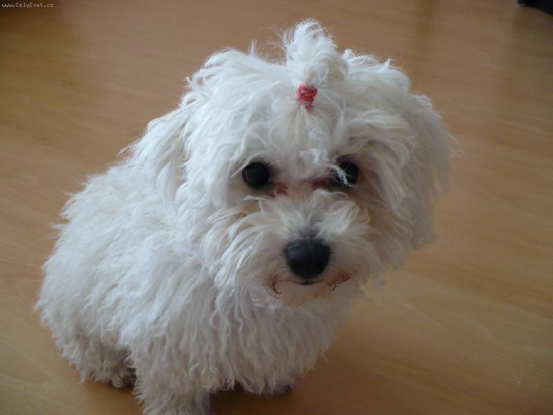 Foto: Boloňský psík-léto 2007