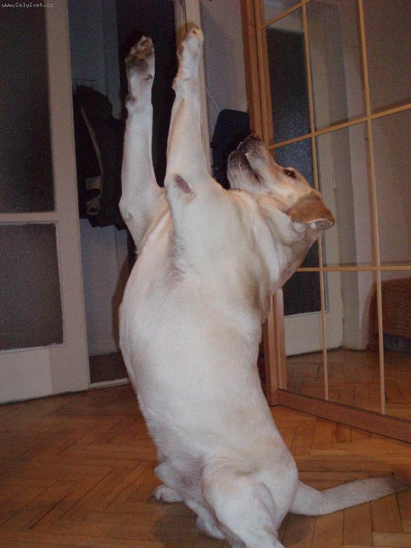 Foto: Andy Sviadnovský kozlík-umíme i prosit