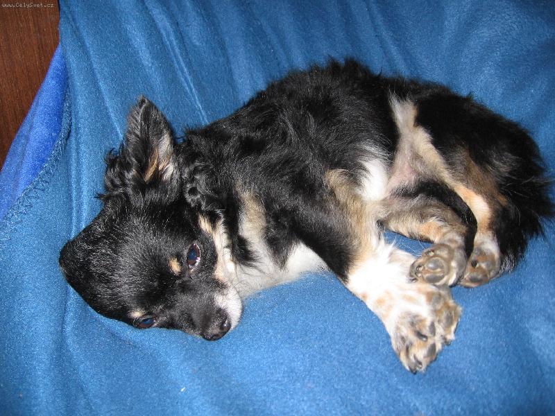 Foto: spinká-Chilli