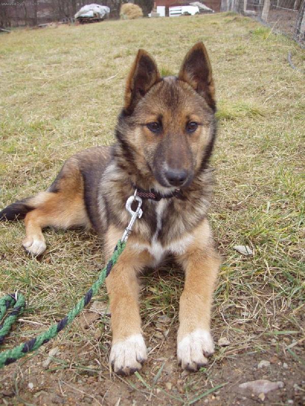 Foto: Ketty-Kříženec belgického ovčáka malinois a border kolie:)