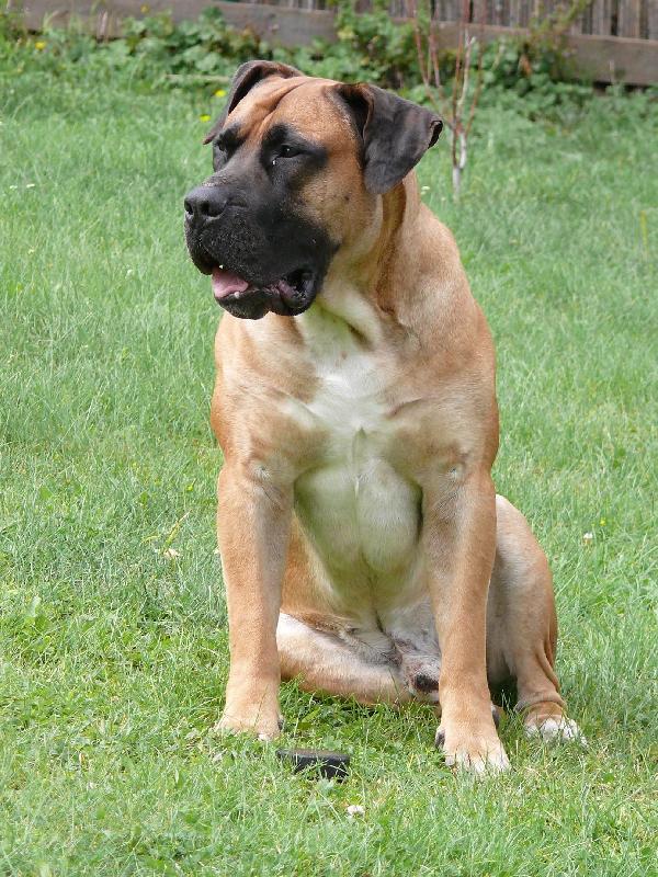 Foto: Burísek-Búrský buldok