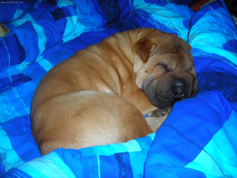 Foto: MAOMI-moje vrásčitá prdelka