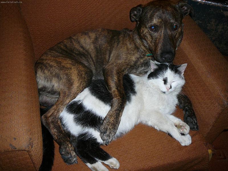 Foto: Pes a kočka-Dasty a jeho kámo Max :-)