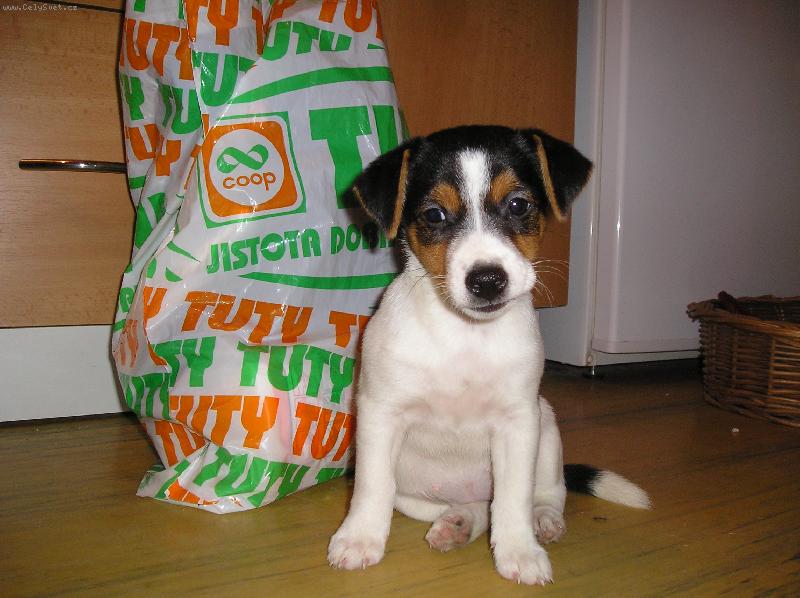 Foto: Zase mi nic nekoupili-štěně sedící u nákupní tašky