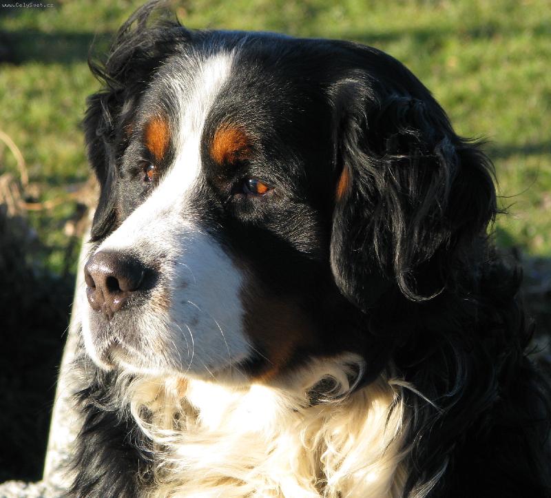 Foto: Jim z Akátové aleje