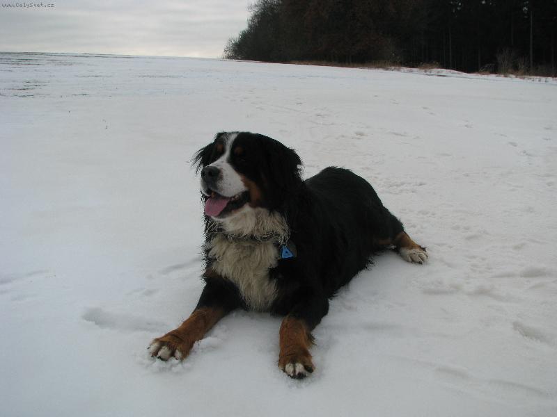 Foto: Jim z Akátové aleje-ve sněhu