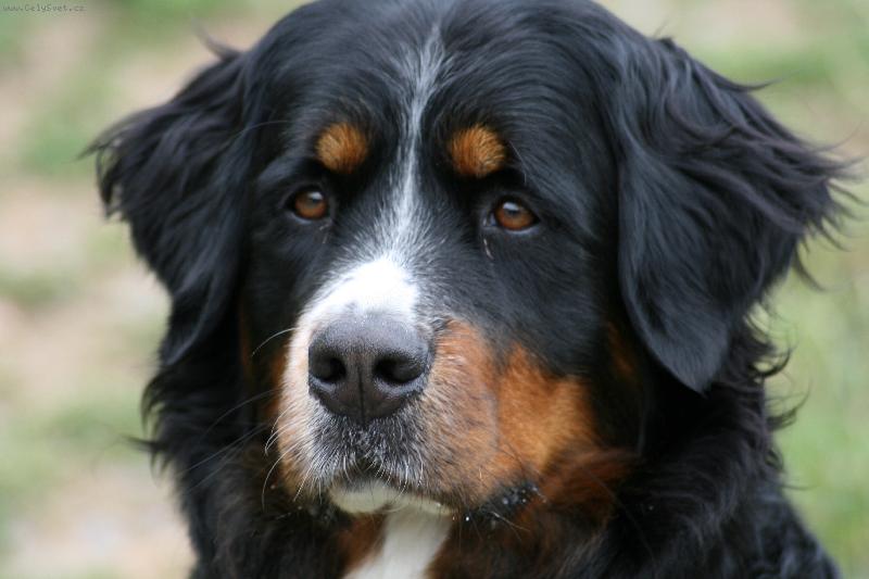 Foto: portrét-do cestovního psau