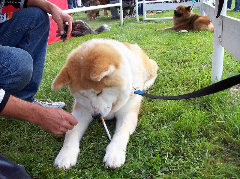 Foto: Tak zapálí mi to?-Akita inu s cigaretou