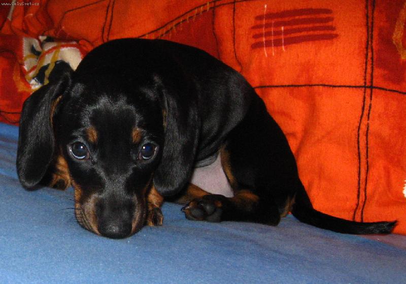 Foto: Malý průzkumník