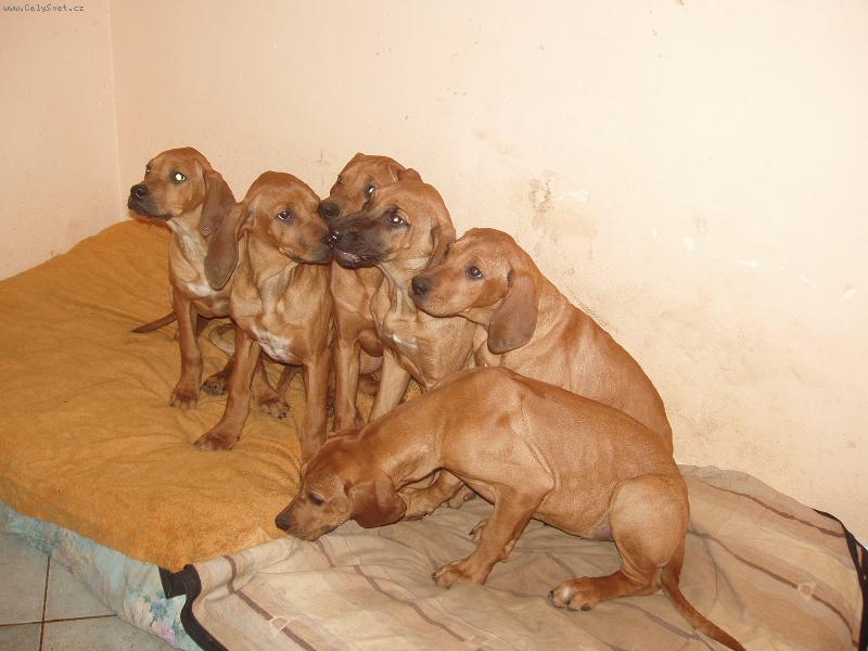 Foto: naši mazlíčci-na koho to slovo padne....,tak ale já už pádím