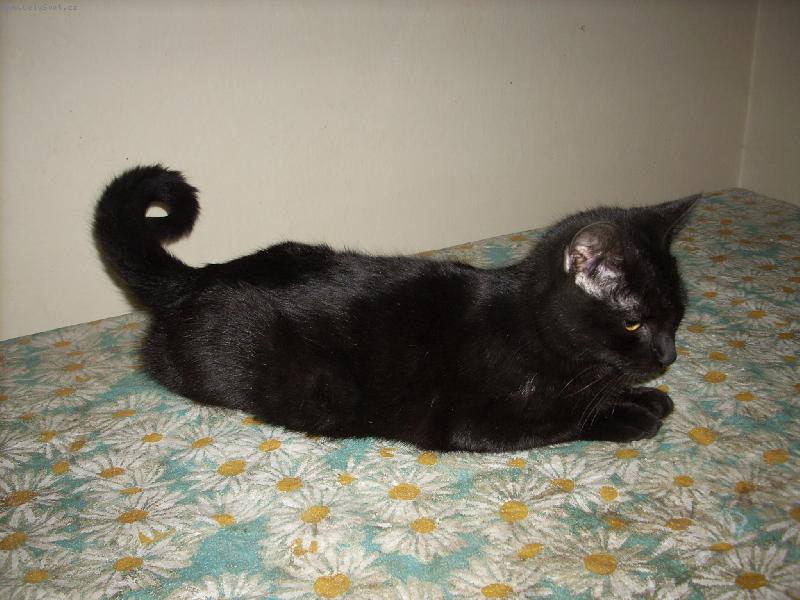 Foto: kocourek-odpočinek