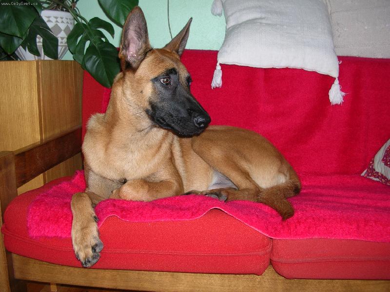 Foto: toto je malina!!!!-rozežranost...