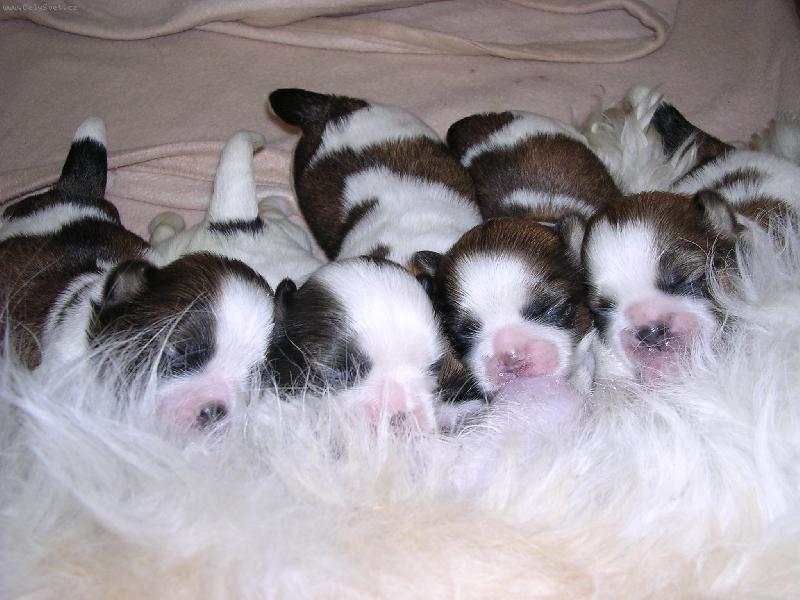 Foto: štěňata-pořád při chuti...