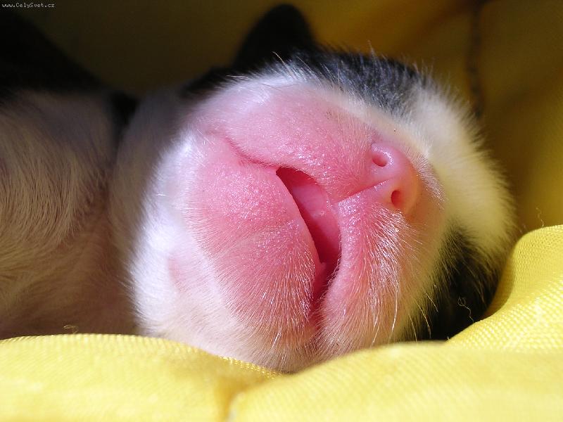 Foto: štěňátko Bára