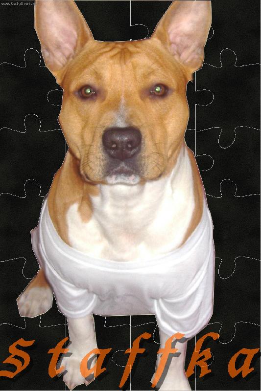 Foto: Môj Aron-najnajnaj pes...