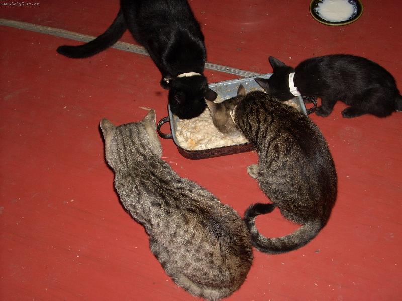 Foto: kočíčí smečka-u snídaně