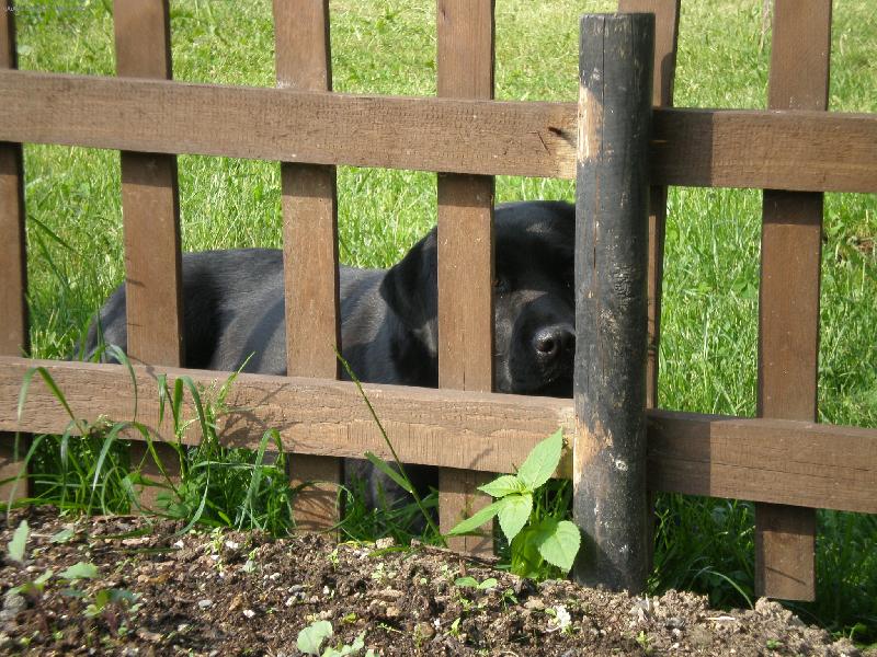 Foto: Pejsek Barunka-Hlavně nenápadně..:-)