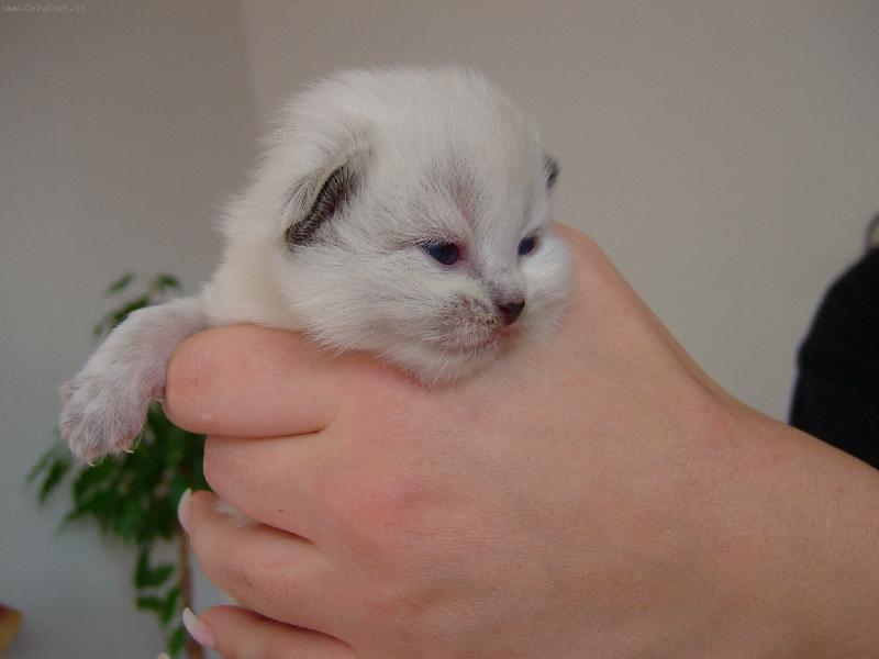 Foto: kocicka neva masquerade seal point-kotatko 10 dni