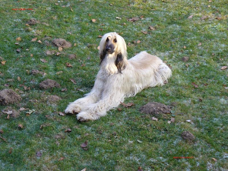 Foto: Aragorn Chlupatý Poklad-www.afgan.wbs.cz