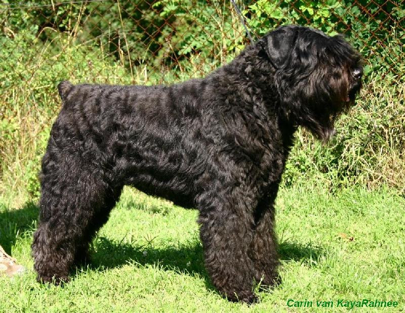 Foto: Carin van KayaRahnee-Poza pro fotografa